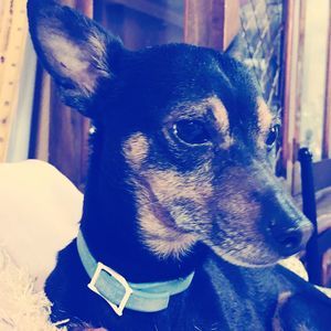 Meet your Posher, Pintudo